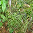 Carex muskingumensis Oehme